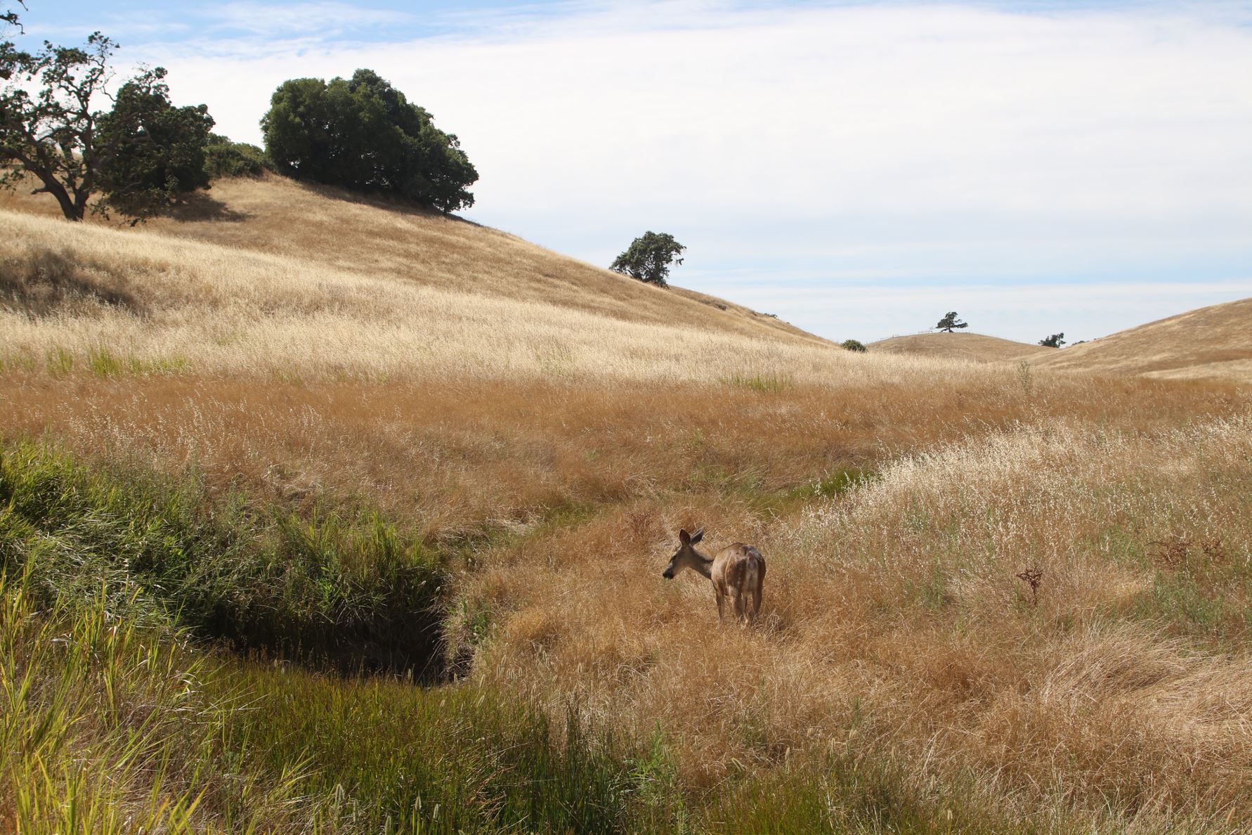 Coyote Valley Conservation Lands Network Grows with Historic Ranch Purchase
