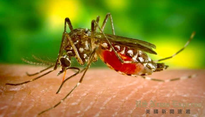 嚴防毒蚊：2023 洛杉磯郡首例西尼羅河病毒死亡案例