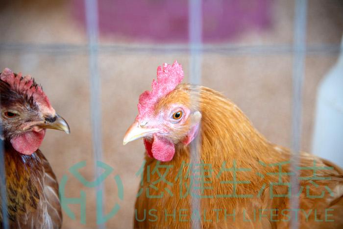 北加州禽流感激增 威脅全國家禽、雞蛋供應